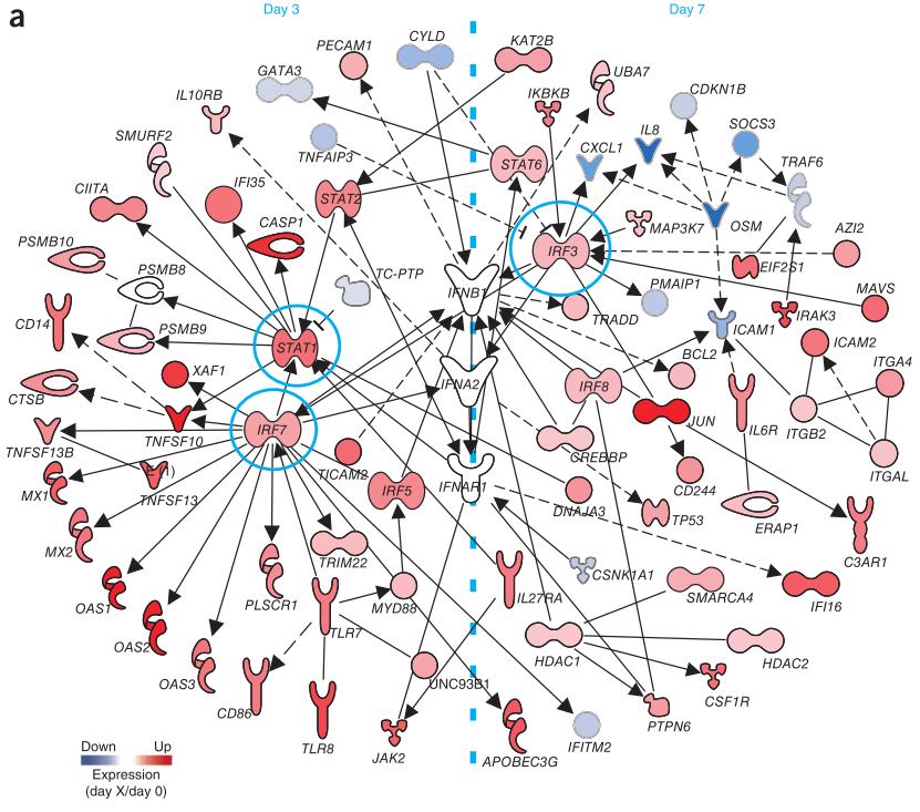 LAIV response is dominated by IFN-response genes