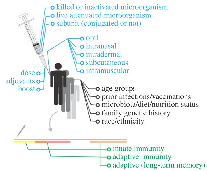 Factors influencing how a vaccine will perturb the immune system