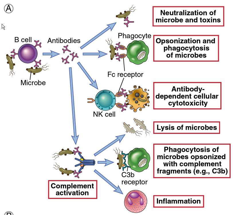 Antibody functions Basic Immunology, Abbas et