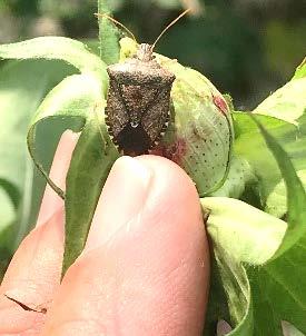 Mitch Binnarr, representative with Corteva Agriscience, reported that he was checking some cotton in Dillon and Marlboro Counties this week and observed aphids as still an issue, with treatments