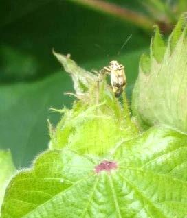 He also added that aphids seem to be diseasing out in the crop. Scouting Workshops (2nd one on 31 July!