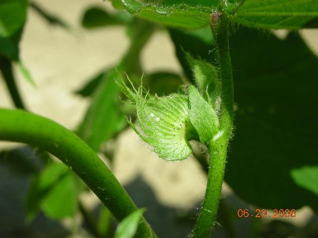 to scout for bollworm in cotton is to use all available ways to assess their density in the crop.