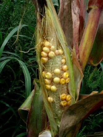 Maize redness Maize redness (MR) is a severe disease