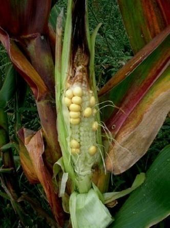 (16SrXII-A) which is transmitted to maize by the