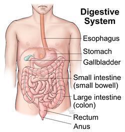 Digestive system Mouth, stomach and intestines It is the body s delivery system, concerned with circulating blood to deliver oxygen and nutrients to every part of the body Play