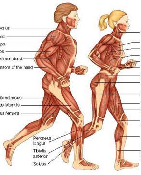 Metabolism Specialization of organs Muscular system Muscle tissue This system is made up of muscle tissue that helps move the body and move