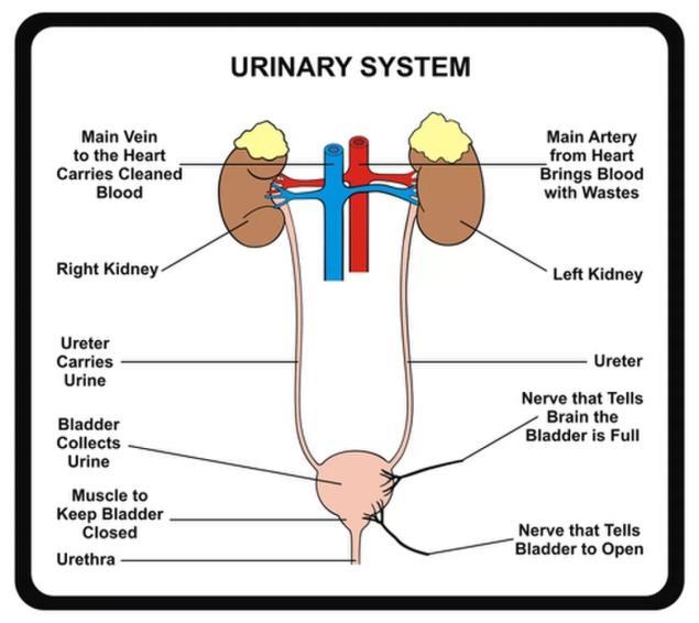 storing minerals Urinary system kidneys, ureters, urinary bladder, and urethra The purpose of the urinary system is to filter