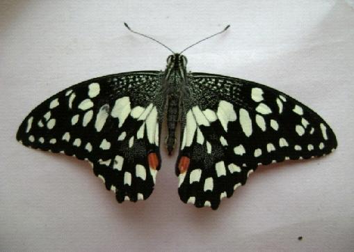 of the insect in other ways (Rajaet al.,2001; Papachristos and Stamopoulos, 2002; Tapondjou et al., 2002). The Lemon butterfly Papilio demoleus L.