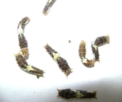 , 2012). In the present study an attempt has been made to evaluate the antifeedant activity of andrographolide against fourth instar larvae of Papilio demoleus L.