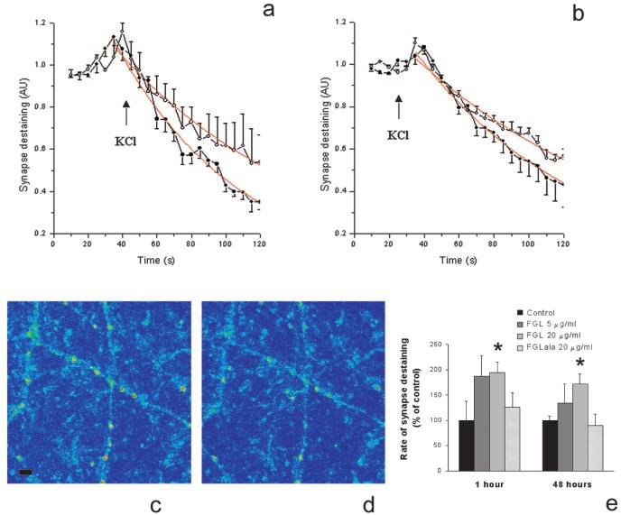 Cambon et al. NCAM Mimetic Peptide Enhances Synaptic Function and Memory J. Neurosci., April 28, 2004 24(17):4197 4204 4201 Table 1.