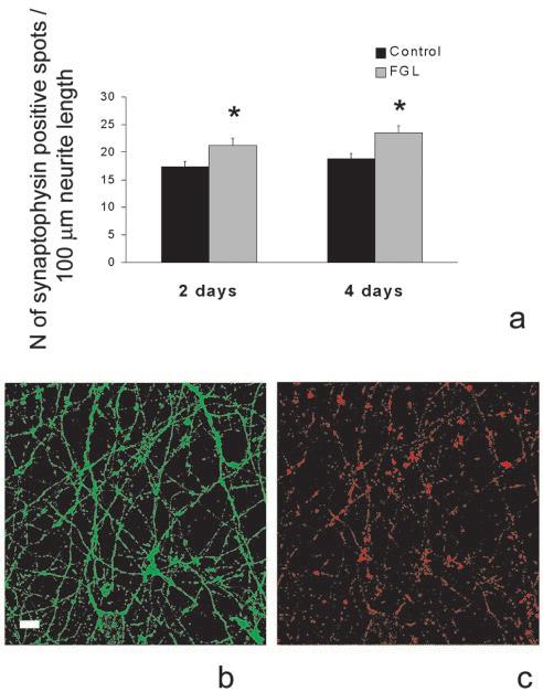4202 J. Neurosci., April 28, 2004 24(17):4197 4204 Cambon et al. NCAM Mimetic Peptide Enhances Synaptic Function and Memory Figure 4.