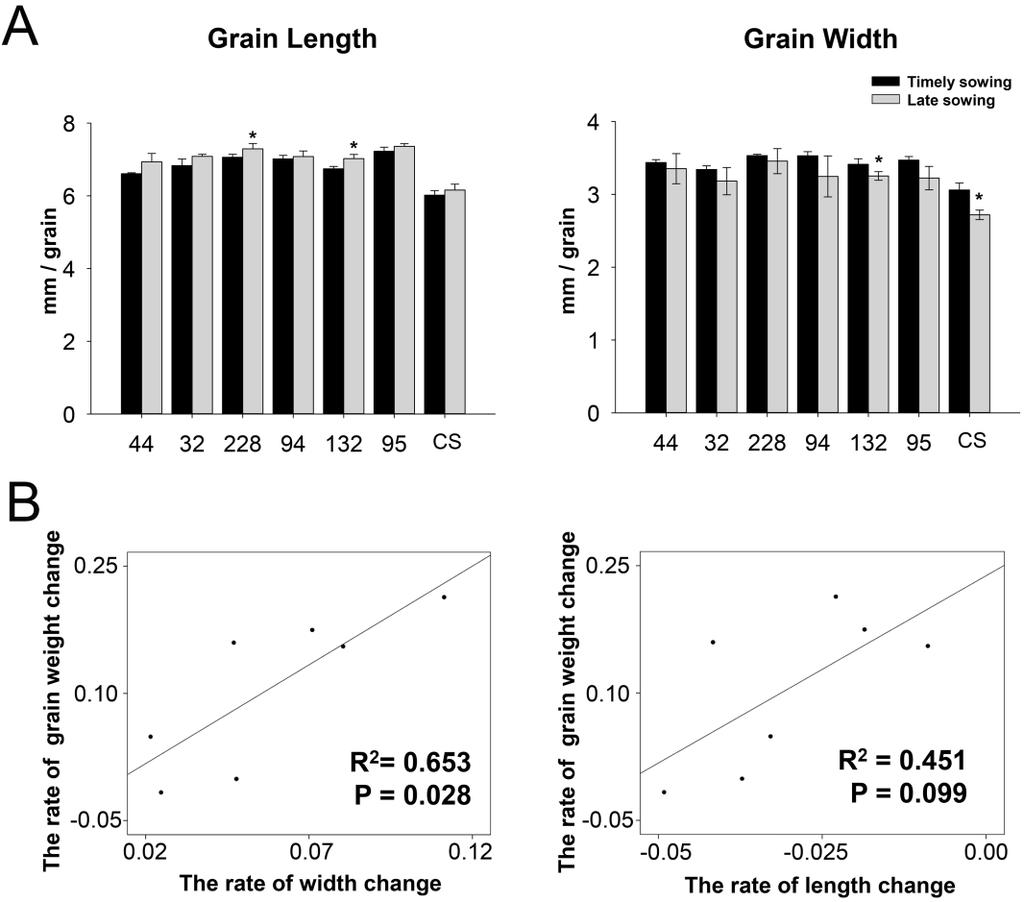 HEAT EFFECT ON WHEAT GRAIN STRACH 915 Fig. 2. Effects of late sowing on wheat grain weight. A. The average daily temperature during the whole wheat growth period.
