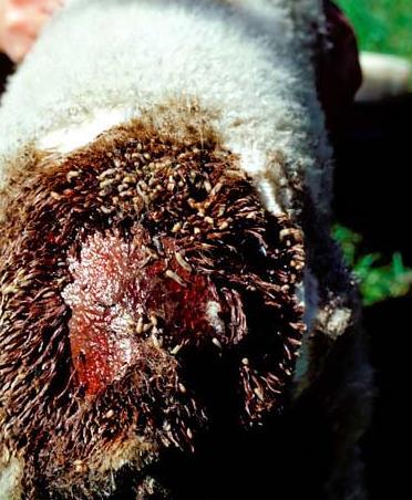 Chapter 1 Introduction Cutaneous myiasis, commonly referred to as fly-strike, is a serious problem for both the New Zealand and Australian sheep industries.