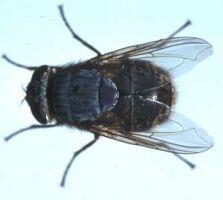 2.1.3 Calliphora stygia C. stygia is also known as the Brown Blowfly (Figure 2.3). This is found in both Australia and New Zealand. In New Zealand, prior to the introduction of L. cuprina, C.