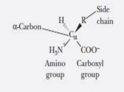 Amino Acids Metabolism Amino acid has an alpha-carbon which is connected to Carboxyl group, Amino group, hydrogen atom and R group which differs from an amino acid to another.