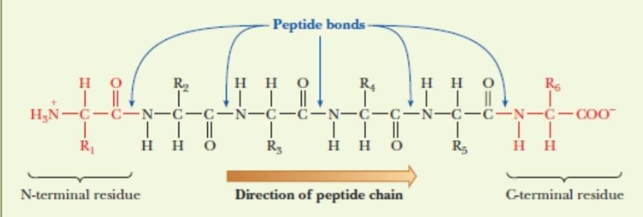 Amino acids are not stored by the body, there are always inputs (sources of AA) or outputs (depletion routes) in the body to achieve balance. Peptides contain two to several dozens AA.