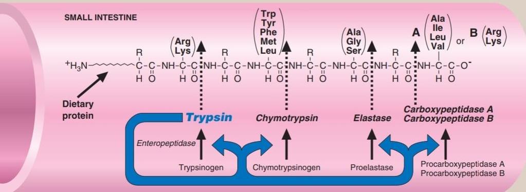 These notes are mentioned in the slide only : Release of zymogens: The release and activation of the pancreatic zymogens is mediated by the secretion of cholecystokinin and secretin (two polypeptide
