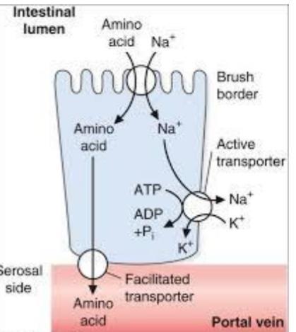 Absorption of amino acids and small peptides I. Free amino acids are taken into the enterocytes by two mechanisms depending on amino acid type : II. Na+-independent transport.