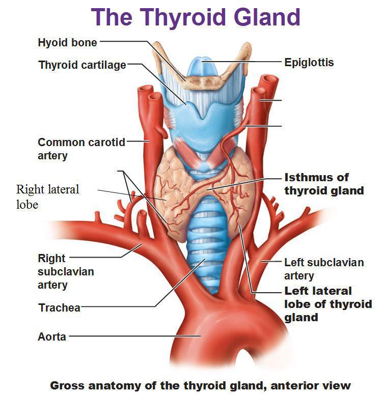 follicles which are another type of thyroid cell, para follicular cells (also called "C cells") which secrete calcitonin. ( 8) Figure 2-1: Anatomy of thyroid gland (www.antranik.