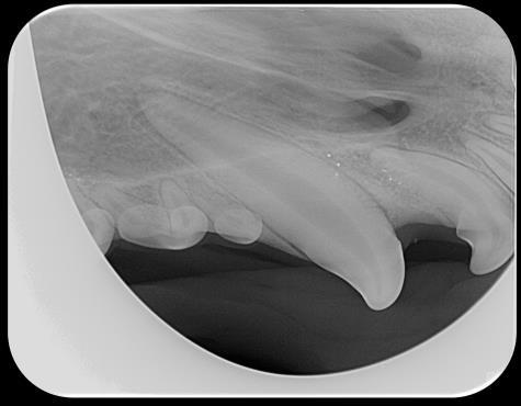 Changes in the periapical bone Pulp canal obliteration Reference: Atlas of Dental Radiography in Dogs