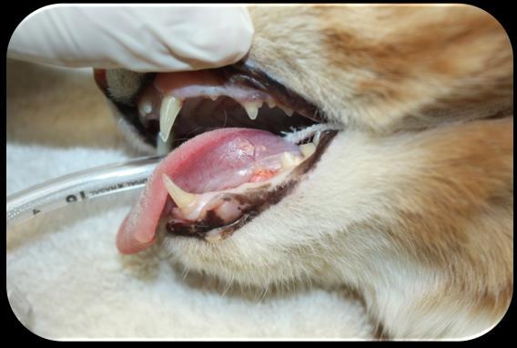 Congenital Generalized Odontodysplasia Generalized enamel and dentin defects Short roots Evidence of endodontic disease Genetic, infectious, nutritional factors Canine distemper virus Most likely