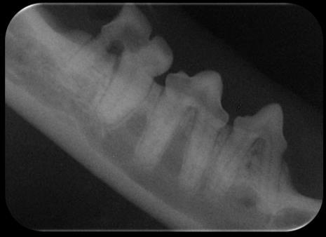 304, 307, 308, 309 Tooth resorption in Cats Most common oral pathology in cats 28-75% show at least one lesion Osteoclasts/osteoblasts remodeling root Excess vitamin D proposed but hypothesis only