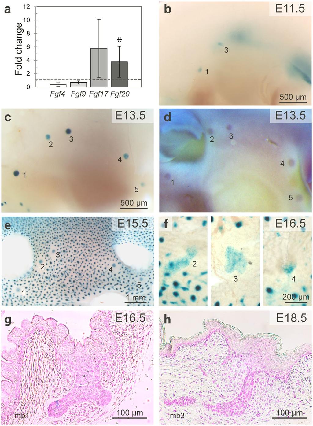 Figure 1. Fgf20 is induced by Eda and is expressed in embryonic mammary glands. (a) qrt-pcr analysis of Fgf4 (n = 4), Fgf 9 (n = 4), Fgf17 (n = 6) and Fgf20 (n = 7) expression in E13.