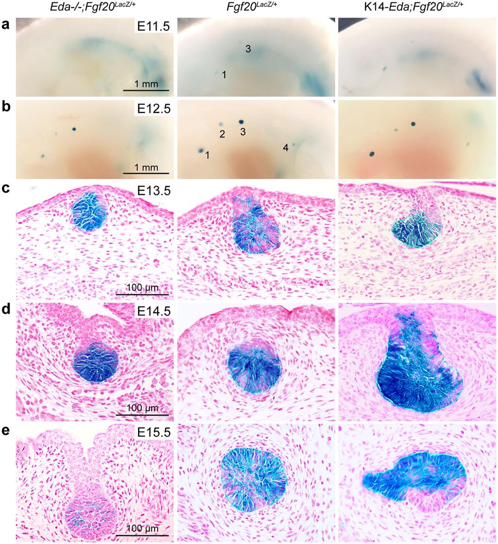 Figure 2. The influence of loss (Eda / ) and gain of Eda (K14-Eda) on the expression of Fgf20-LacZ in embryonic mammary glands.