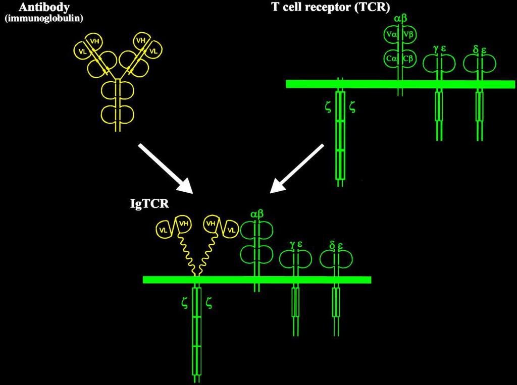 Anti- CEA Normal T cells Designer T cells IgTCR =