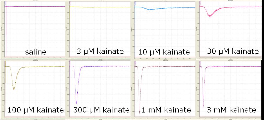 Figure 2. Left: Raw data for glutamate 12-point dose-response, and right: corresponding Hill fit. The average rise-time for Glu6R currents measured at 3 mm glutamate was 23.2±1.2 msec.
