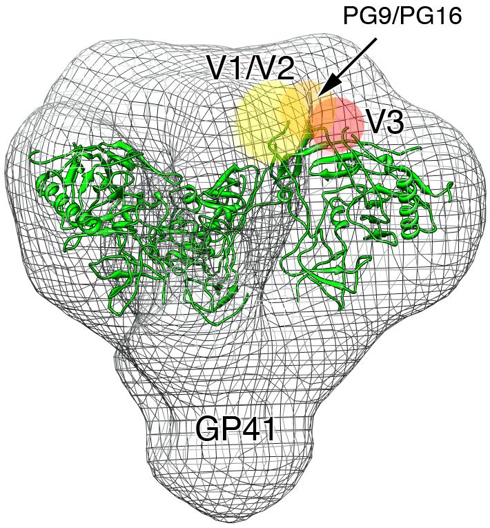 PG9 and PG16 recognize a V2/V3 epitope on the HIV-1 Env trimer PG9 neutralizes 87% of a panel of 82 viruses (M. Seaman, unpublished data) IC 50 ~< 0.