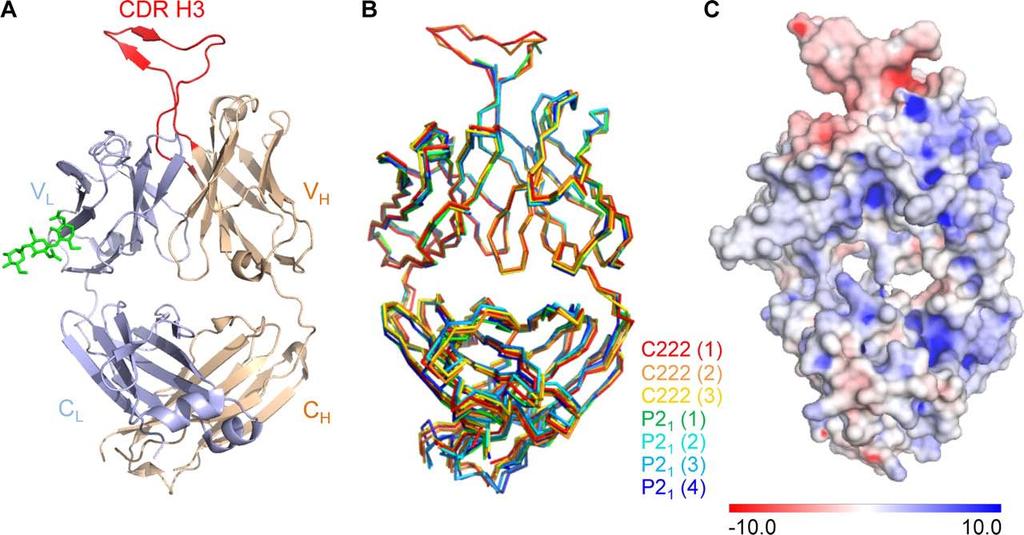 Crystal structure of the antigen-binding fragment (Fab) of