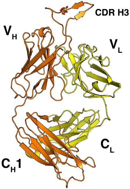 PG16 crystal structure reveals a novel, sulfated hammerhead subdomain for its 28-residue CDR H3 Hammerhead subdomain protrudes 20Å from combining site Sulfated tyrosine (TyrH100H) provides 10-fold