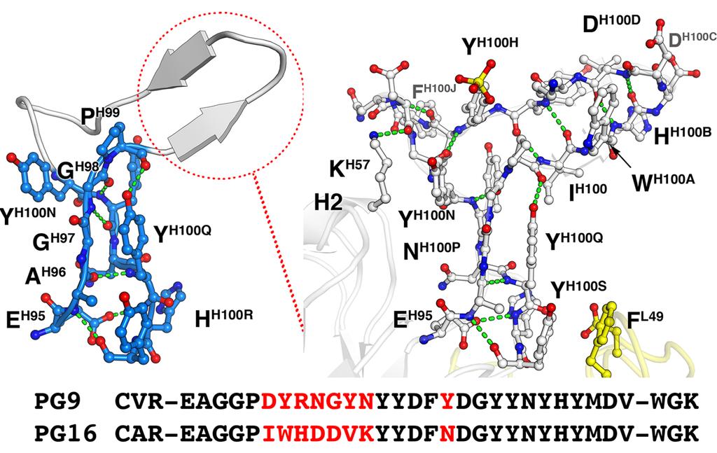 Variable loop in CDR H3 determines fine specificity of PG9 and PG16 * Tyrosine sandwich stalk stabilizes protrusion of H3 hammerhead 7-residue H3 region varies between PG9 and PG16; forms