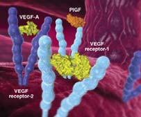 Anti VEGF therapy Aflibercept (Eylea, VEGF Trap Eye,Regeneron/Bayer) Recombinant fusion protein