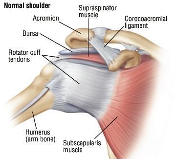 Because we use our arms in such a wide range of daily activities, the shoulder is at risk of acute injury or of being overworked especially with repetitive activity.