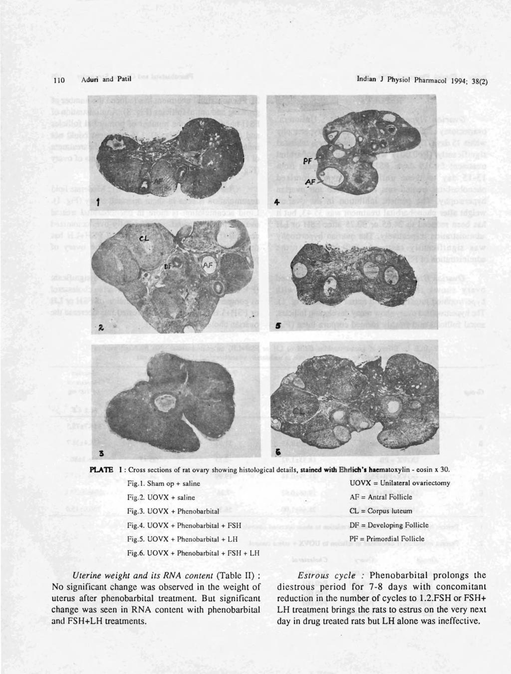 110 Aduri and Patil Indian 1 Physiol Pharmacol 1994; 38(2) PLATE I: Cross sections of rat ovary showing histological details, stained wilh Ehrlidl'l haematoxylin - eosin x 30. Fig.\.