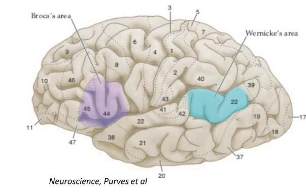Cortex & language Language is generally localized to Broca s and Wernicke s areas in the left hemisphere Loss of Broca s area: Broca s aphasia Able to produce
