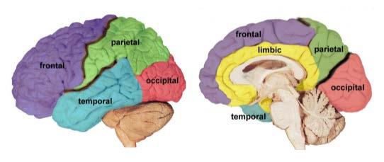 5 lobes of the cortex Lateral view