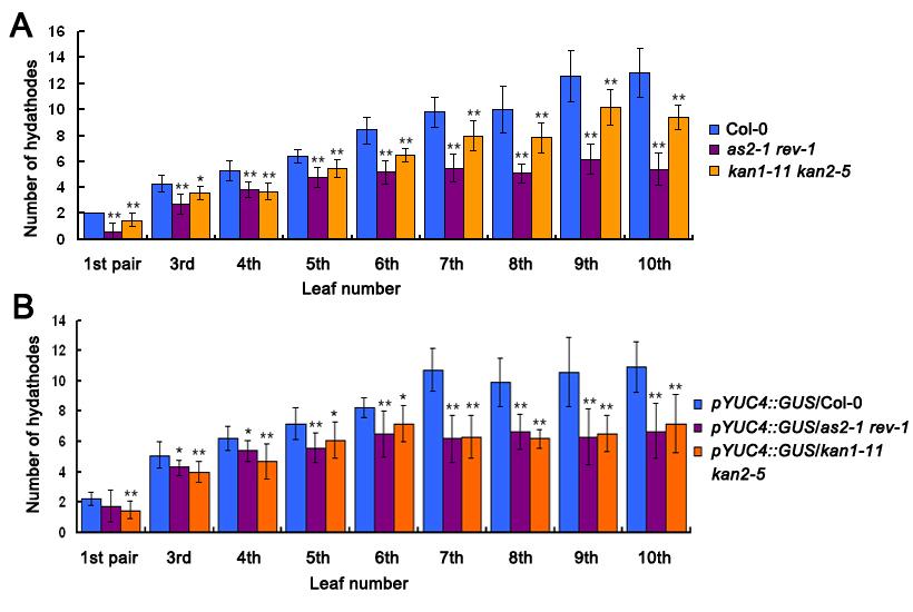 Supplemental Data Supplemental Figure S1. The number of hydathodes is reduced in the as2-1 rev-1 and kan1-11 kan2-5 double mutants.