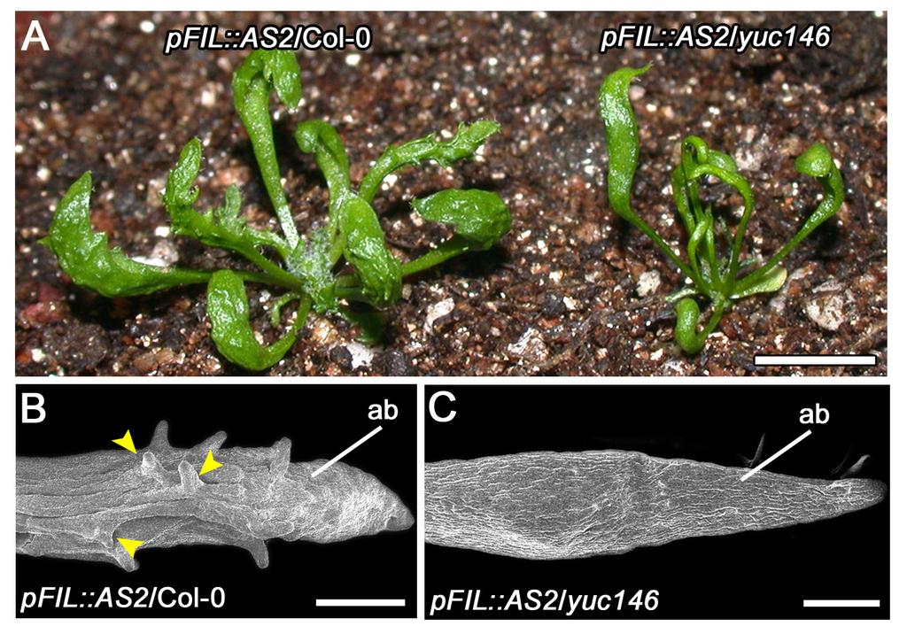 Supplemental Figure S4. Formation of leaf protrusions in the pfil::as2 transgenic plants is dependent on the YUC activity.