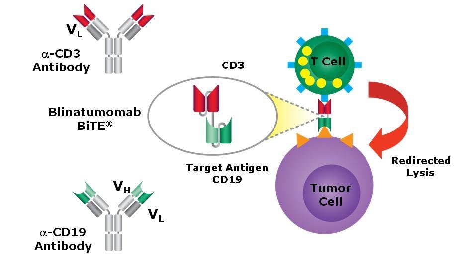 CD19-CD3 bispecific BiTE antibody construct