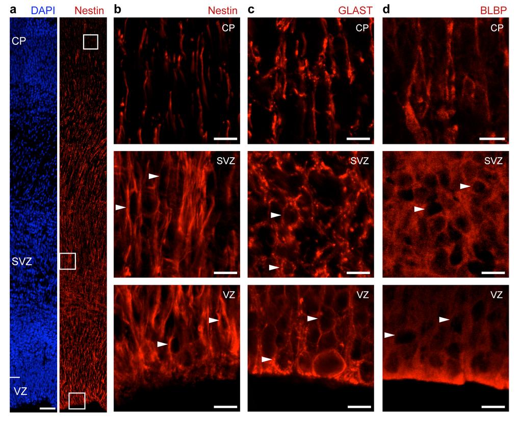 Supplementary Fig. 3. Ferret SVZ progenitors express markers of radial glia.