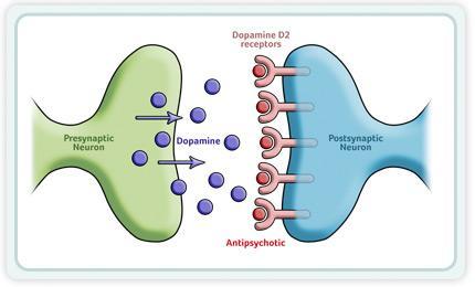 Dopamine Hypothesis Bind to dopamine receptors D2 and D3 Decrease the transmission of dopamine Can be of two classes: First or