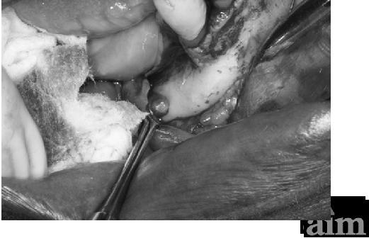3 Divisions Oral Mucosa All layers above the periosteum Periosteum Bone Masticatory mucosa..i.e