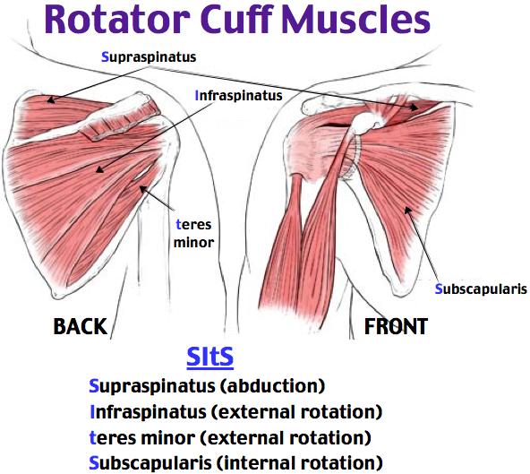 A Patient s Guide to Rotator Cuff Tendinitis or Shoulder Impingement Introduction Shoulder pain is a common condition whether due to aging, overuse, trauma or a sports injury.
