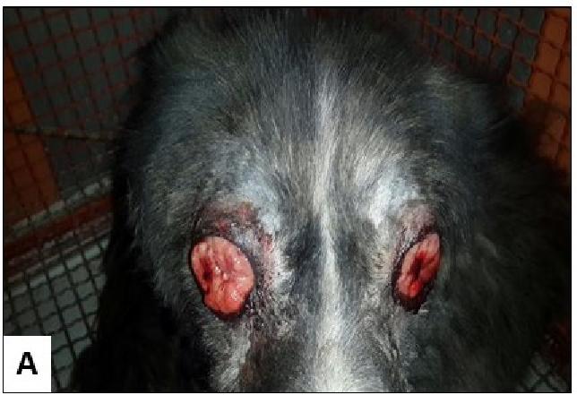 Unusual ocular Hodgkinʼs-like lymphoma in a dog ccording to the authors knowledge, there is little information on Hodgkin s disease and Hodgkin s-like disease in animals.
