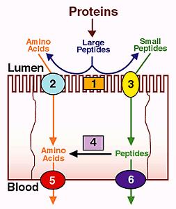 Protein Digestion 1. Brush-border membrane peptidases 2. Brush-border membrane amino acid transporters 3.