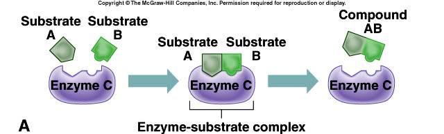 Enzymes Environmental conditions affect enzymes: Temperature ph