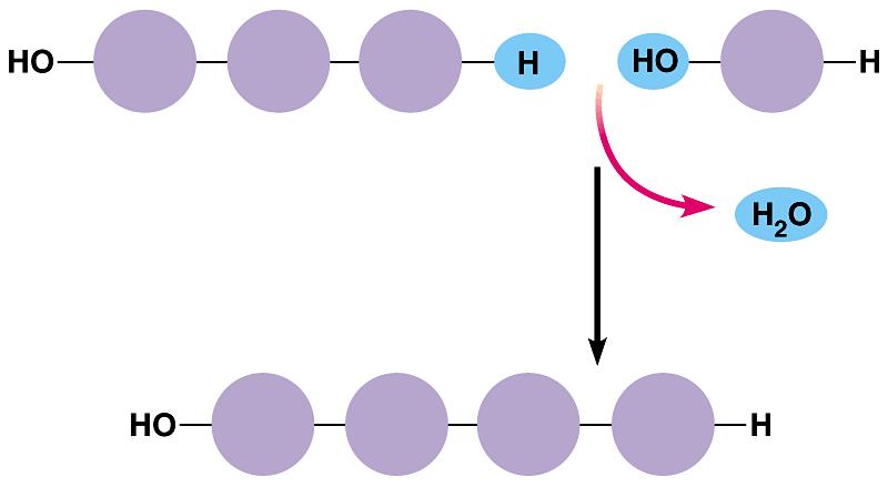 Condensation (aka Dehydration Synthesis) Two